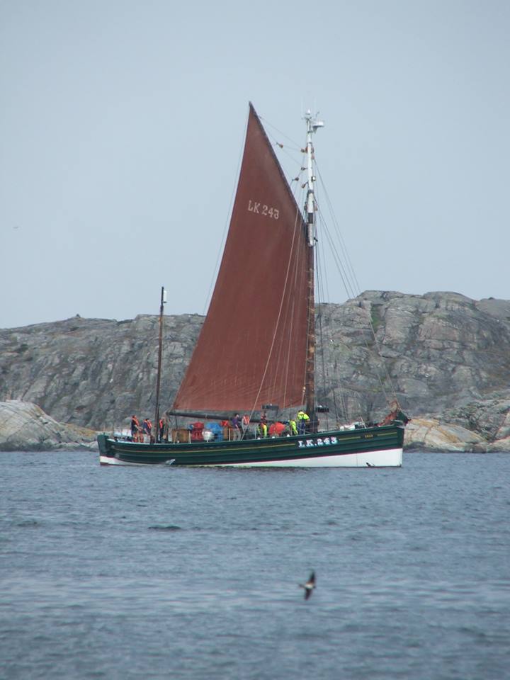Swan sailing